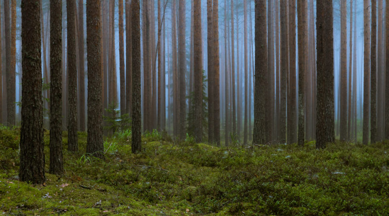 Hepner ja Saaremäe: metsanduse arengukava pikendamine ei ole parim lahendus